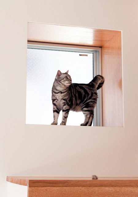 猫可以通过改变窗户的高度来欣赏不同风景的例子