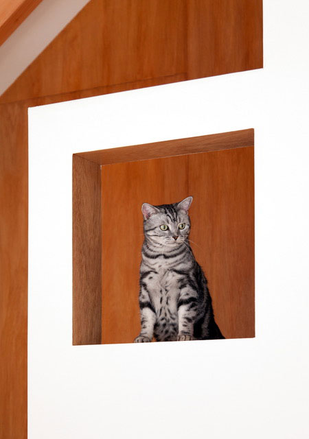 有台阶的楼梯和一张猫从墙上的洞里伸出头的图片