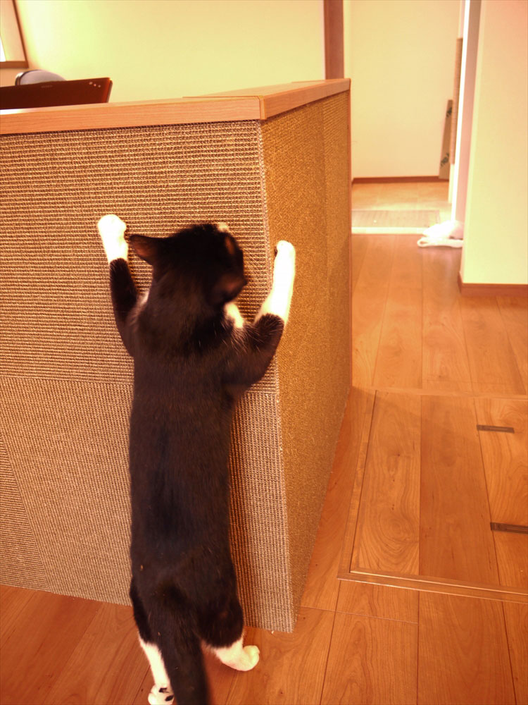 腰壁贴剑麻地砖为猫营造抓挠空间实例